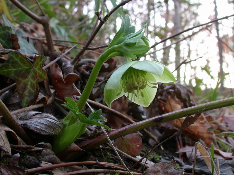 Helleborus viridis sl.